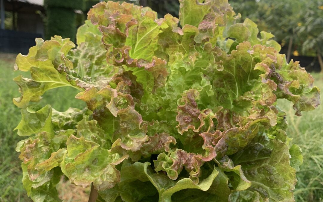 วิธีเช้คเเละตรวจสอบสารตกค้างในผัก